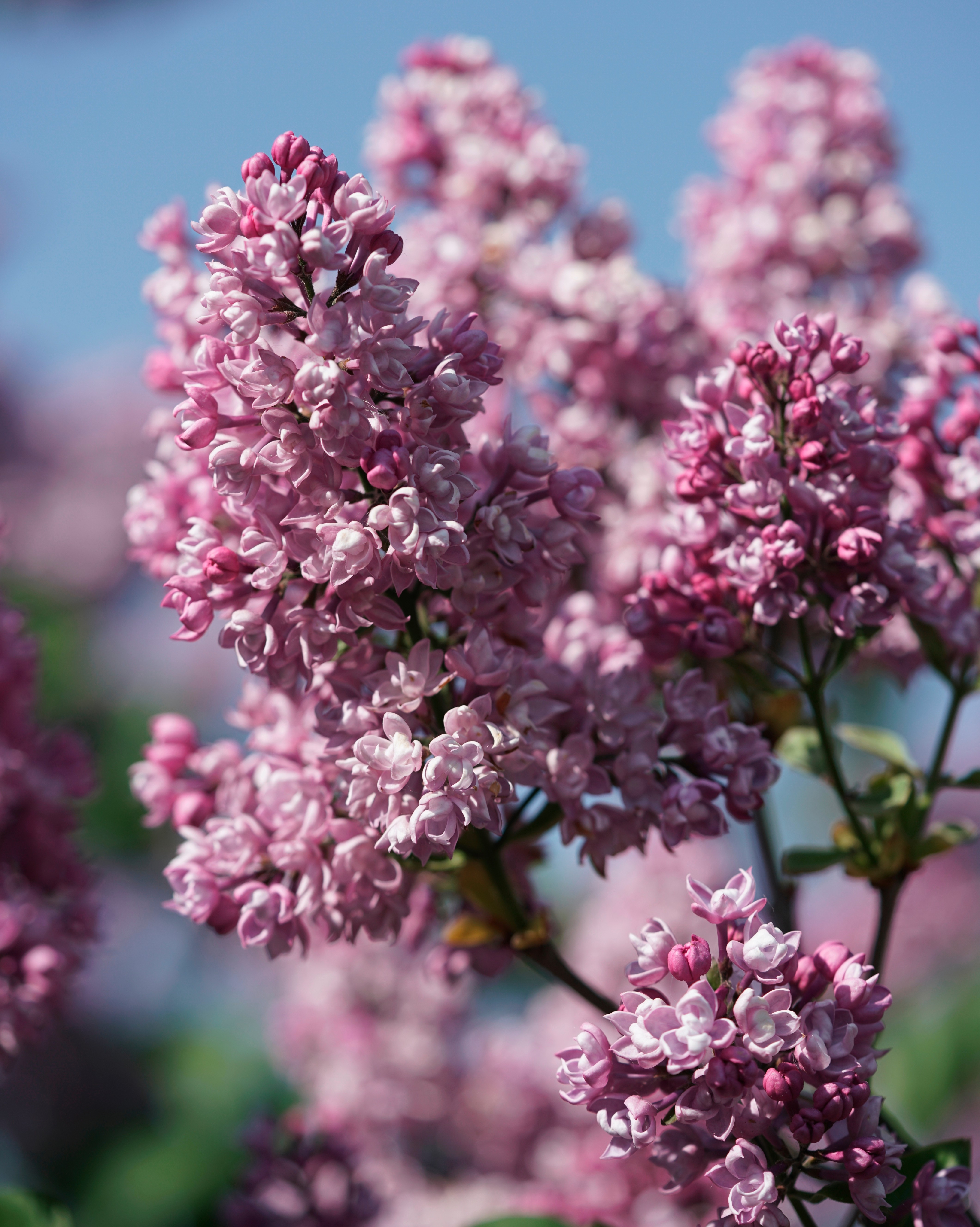 ''Vita'' Syringa vulgaris